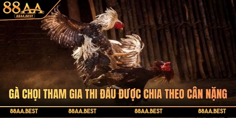 Gà chọi tham gia thi đấu được chia theo cân nặng, gồm 3 hạng chính